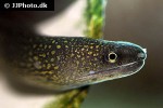 gymnothorax tile gymnothorax tile
