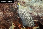 gymnothorax undulatus gymnothorax undulatus