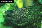 muraena helena muraena helena