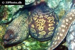 muraena helena muraena helena