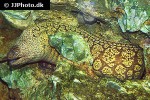 muraena helena muraena helena