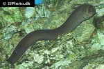 muraena helena muraena helena