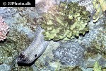 muraena pavonina muraena pavonina
