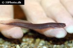 nagaichthys filipes nagaichthys filipes
