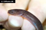 nagaichthys filipes nagaichthys filipes