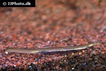 pisodonophis boro pisodonophis boro
