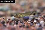 pisodonophis boro pisodonophis boro