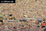 pisodonophis boro pisodonophis boro