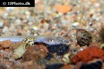 pisodonophis boro pisodonophis boro