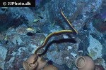 rhinomuraena quaesita rhinomuraena quaesita