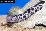 scuticaria tigrina scuticaria tigrina