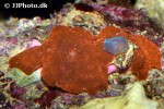 discosoma ferrugatus   red striped mushroom polyp  