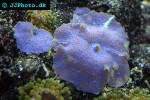 discosoma spp   mushroom polyp  