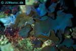 discosoma spp   mushroom polyp  