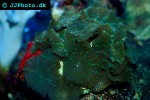 discosoma spp   mushroom polyp  
