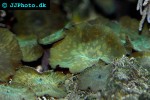 discosoma spp   mushroom polyp  