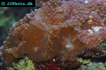 discosoma spp   mushroom polyp  