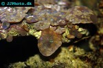 discosoma spp   mushroom polyp  