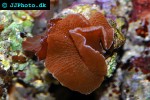 discosoma spp   mushroom polyp  