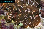 discosoma spp   mushroom polyp  