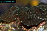 discosoma spp   mushroom polyp  