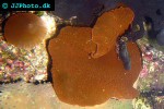 discosoma spp   mushroom polyp  