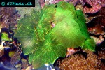 discosoma spp   mushroom polyp  