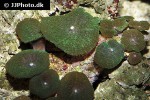 discosoma spp   mushroom polyp  