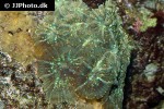 discosoma spp   mushroom polyp  