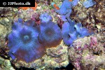 discosoma spp   mushroom polyp  
