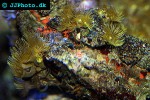 parazoanthus sp gracilis   colonial yellow polyp  