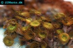 parazoanthus spp   colonial polyp  