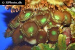 protopalythoa spp   button polyp  
