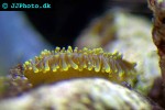 ricordea spp   false coral  