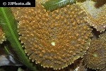 ricordea yuma   yuma false coral  