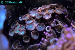 zoanthus spp   green button polyp  