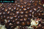 zoanthus spp   green button polyp  