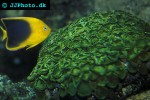 zoanthus spp   green button polyp  