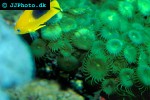 zoanthus spp   green button polyp  