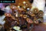 zoanthus spp   green button polyp  