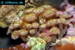 zoanthus spp   green button polyp  
