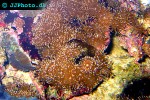 zoanthus spp   green button polyp  