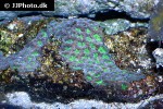 acanthastrea spp polyp stony coral acanthastrea spp polyp stony coral