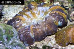 acanthophyllia deshayesiana meat coral acanthophyllia deshayesiana meat coral
