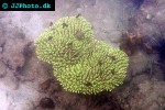 acropora cytherea tabletop acroporal acropora cytherea tabletop acroporal