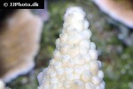 acropora humilis cluster acropora acropora humilis cluster acropora