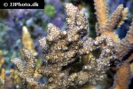 acropora hyacinthus reddish tabletop acropora acropora hyacinthus reddish tabletop acropora