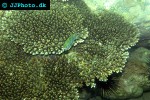 acropora hyacinthus tabletop acropora acropora hyacinthus tabletop acropora