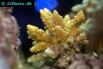 acropora valida cluster acropora acropora valida cluster acropora