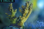 acropora valida cluster acropora acropora valida cluster acropora